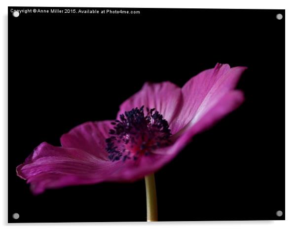  Pink Anemone Acrylic by Anne Miller