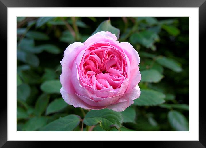  Pink Rose Framed Mounted Print by Elaine Turpin