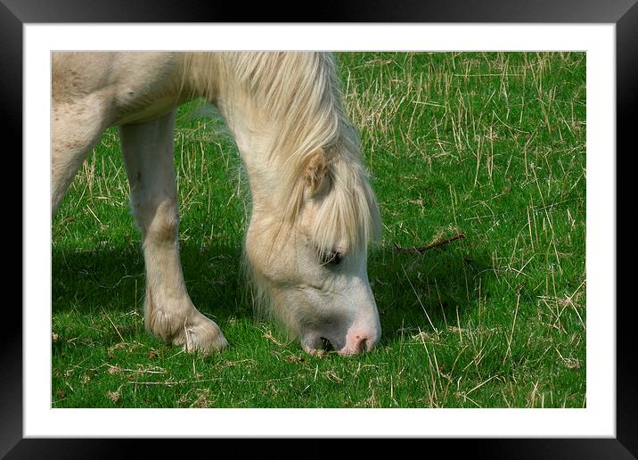  White Horse Framed Mounted Print by Elaine Turpin