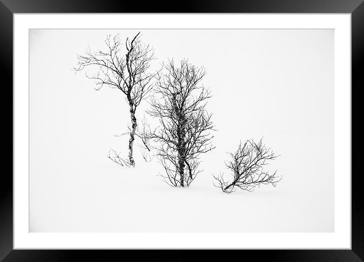  White Out Trees Framed Mounted Print by Nigel Jones