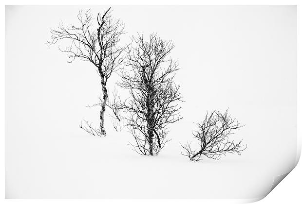  White Out Trees Print by Nigel Jones