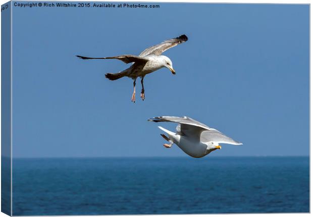 Seagull Attacking Another Seagull Canvas Print by Rich Wiltshire