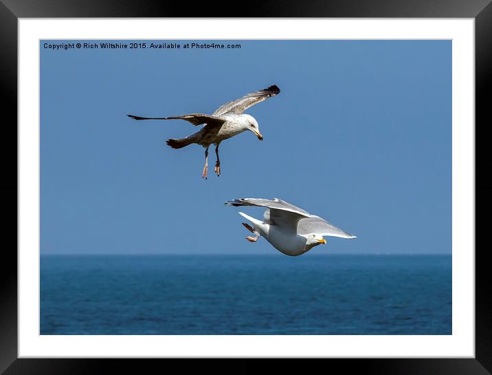 Seagull Attacking Another Seagull Framed Mounted Print by Rich Wiltshire
