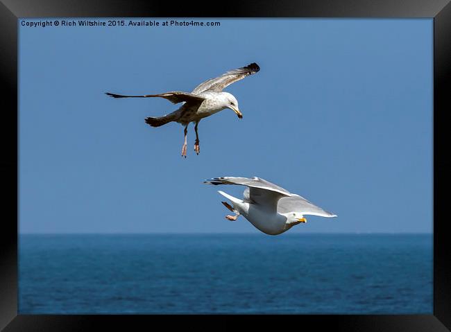 Seagull Attacking Another Seagull Framed Print by Rich Wiltshire