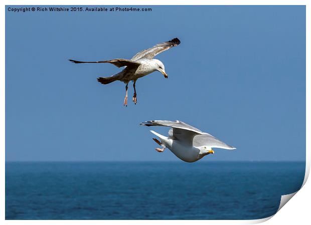 Seagull Attacking Another Seagull Print by Rich Wiltshire