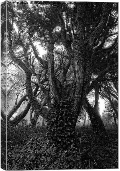 Gothic Woods I Canvas Print by Marco Oliveira