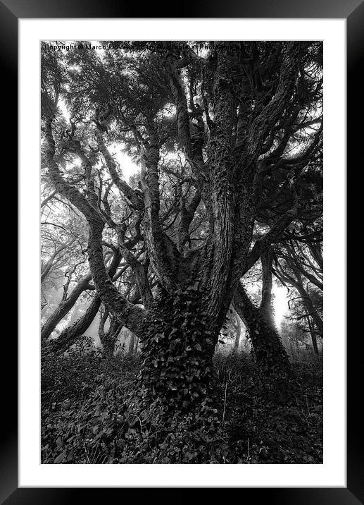 Gothic Woods I Framed Mounted Print by Marco Oliveira