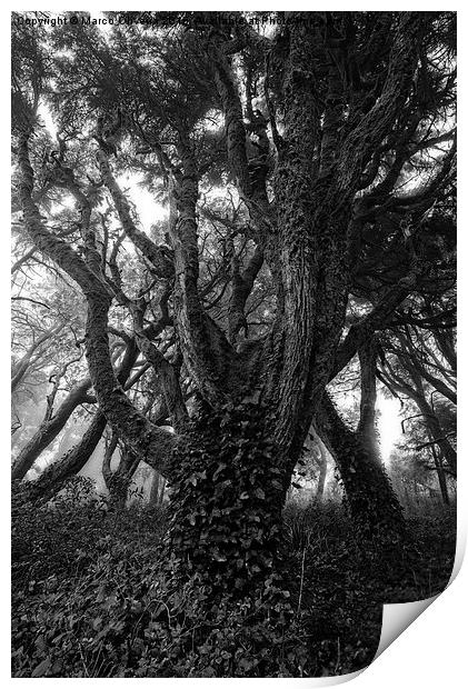 Gothic Woods I Print by Marco Oliveira