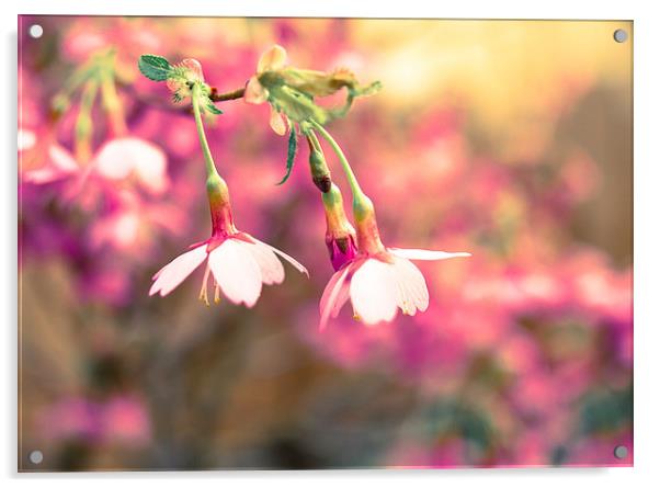  Cherry Blossom Acrylic by Helen Holmes