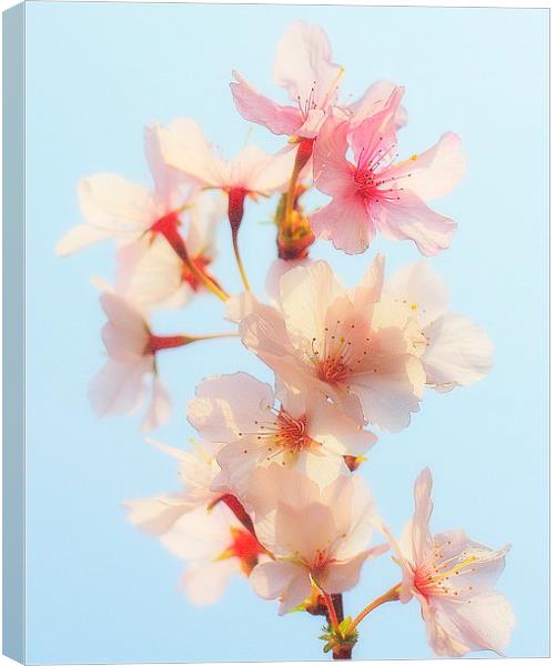  Beautiful Blossom Canvas Print by Louise Godwin