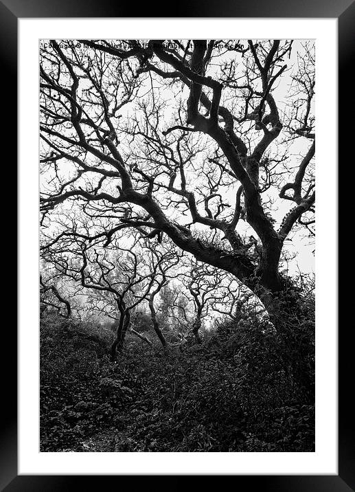 Gothic Woods II Framed Mounted Print by Marco Oliveira
