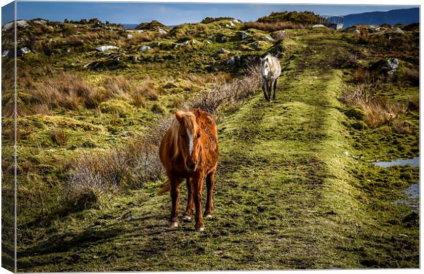 Horses Greeting in Rosbeg Donegal Ireland Canvas Print by Chris Curry