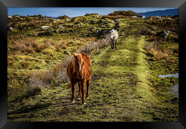 Horses Greeting in Rosbeg Donegal Ireland Framed Print by Chris Curry