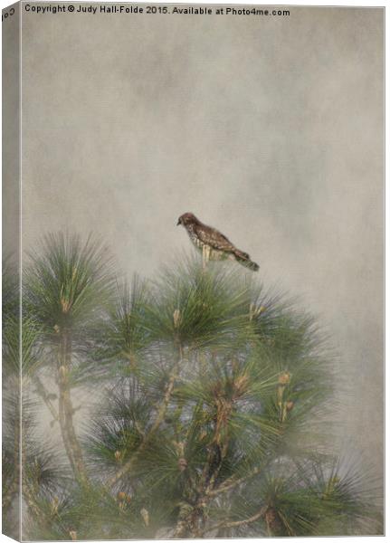  Hawk in the Treetop Canvas Print by Judy Hall-Folde