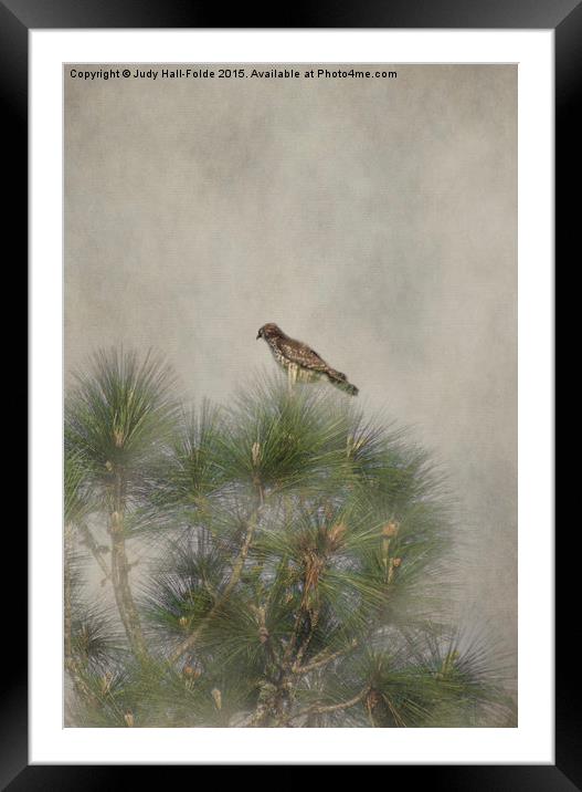  Hawk in the Treetop Framed Mounted Print by Judy Hall-Folde