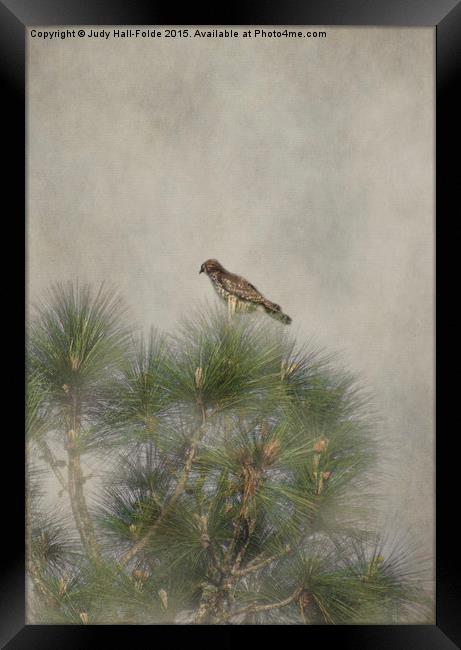  Hawk in the Treetop Framed Print by Judy Hall-Folde
