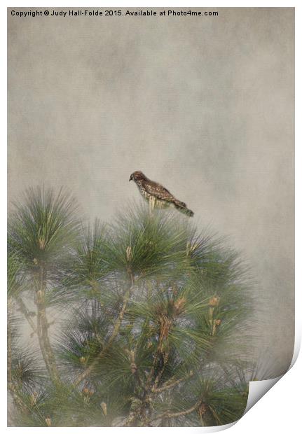  Hawk in the Treetop Print by Judy Hall-Folde