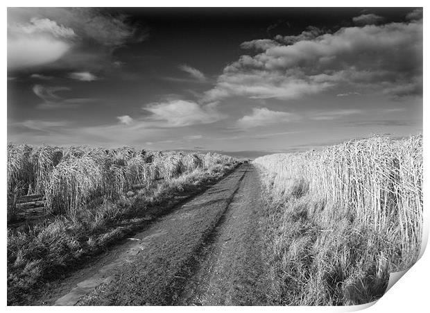 Road to Nowhere Print by David Moate