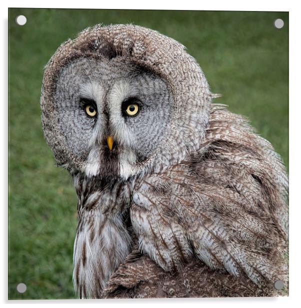 Majestic Great Grey Owl Staring into the Wild Acrylic by Alan Tunnicliffe