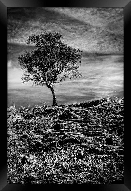  Tree on the Moor Framed Print by Scott Anderson
