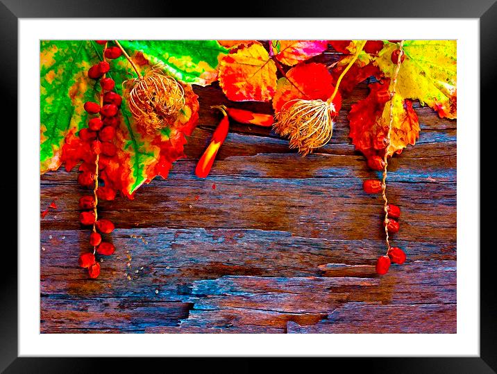 Colorful autumn leaves  Framed Mounted Print by ken biggs