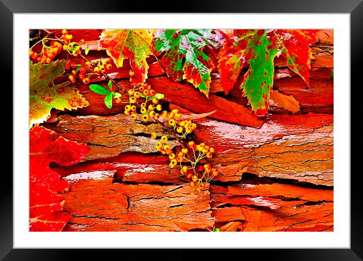 Colorful autumn leaves Framed Mounted Print by ken biggs
