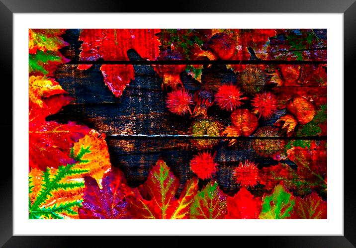  Colorful autumn leaves  Framed Mounted Print by ken biggs