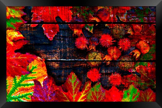  Colorful autumn leaves  Framed Print by ken biggs
