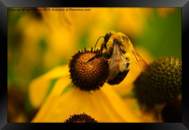  Honey Bee on Coneflower Framed Print by Ian Pettman