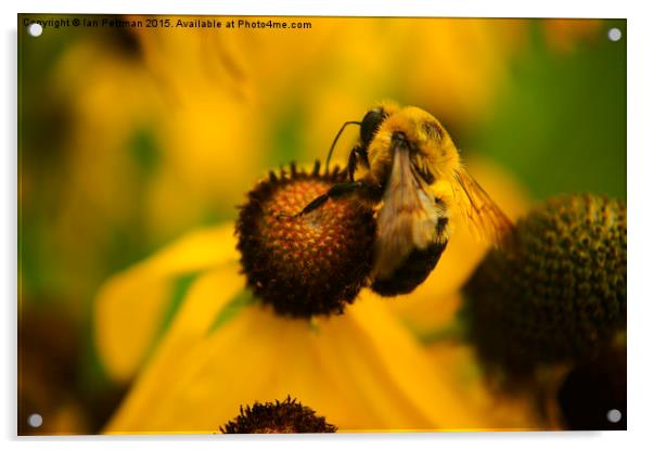  Honey Bee on Coneflower Acrylic by Ian Pettman