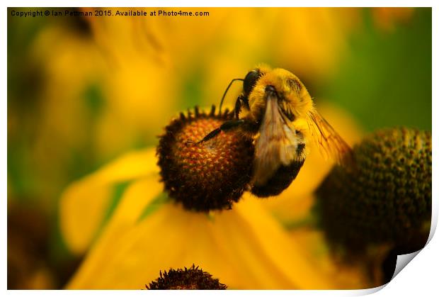  Honey Bee on Coneflower Print by Ian Pettman