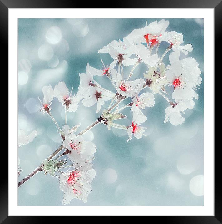  Beautiful Blossom Framed Mounted Print by Louise Godwin