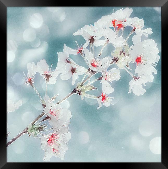  Beautiful Blossom Framed Print by Louise Godwin