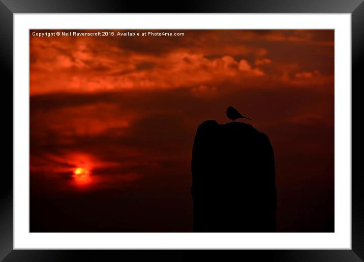  longtail sunrise Framed Mounted Print by Neil Ravenscroft