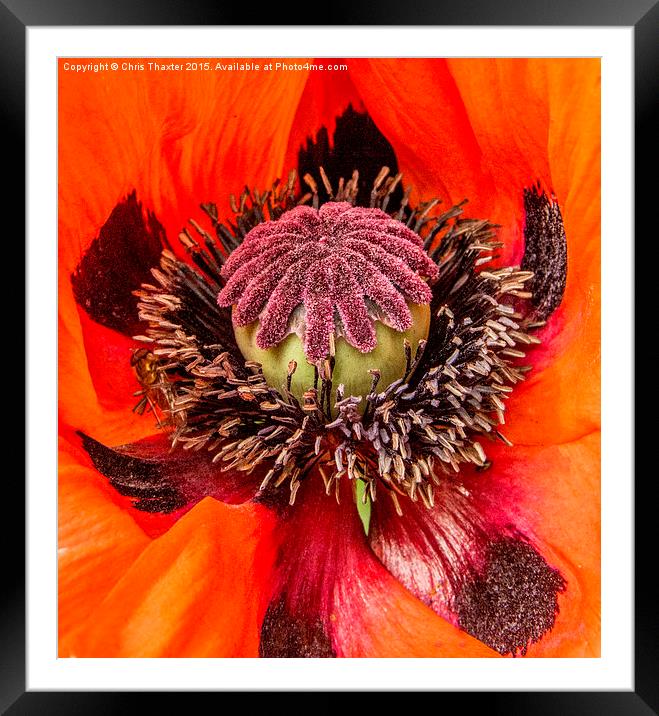Poppy Heart 2  Framed Mounted Print by Chris Thaxter