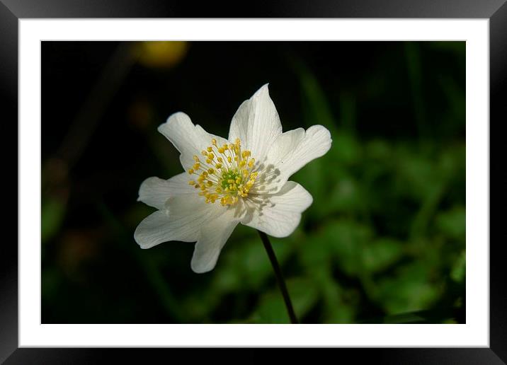  Wood Anemone Framed Mounted Print by Elaine Turpin