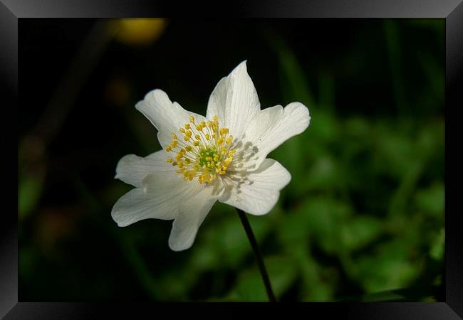  Wood Anemone Framed Print by Elaine Turpin