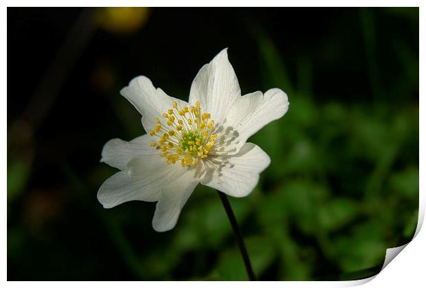  Wood Anemone Print by Elaine Turpin