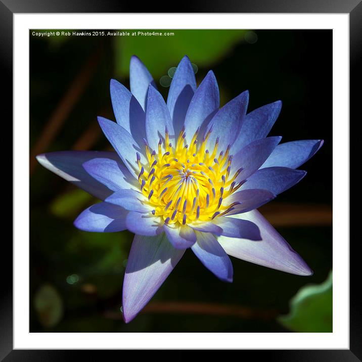  Blue Lotus  Framed Mounted Print by Rob Hawkins