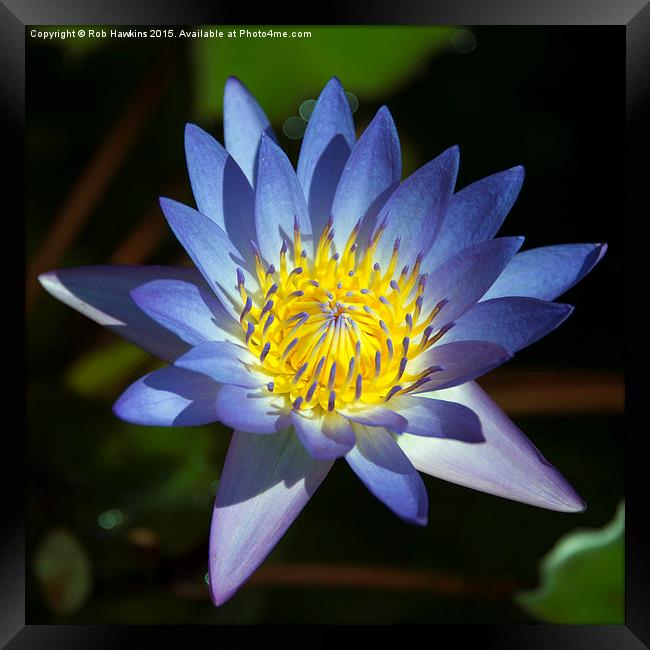  Blue Lotus  Framed Print by Rob Hawkins