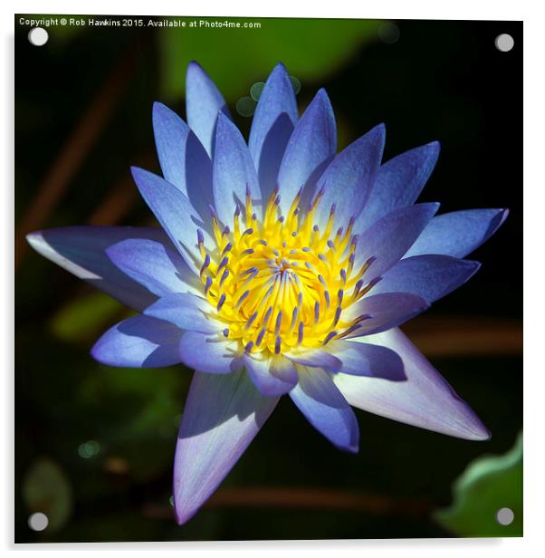  Blue Lotus  Acrylic by Rob Hawkins