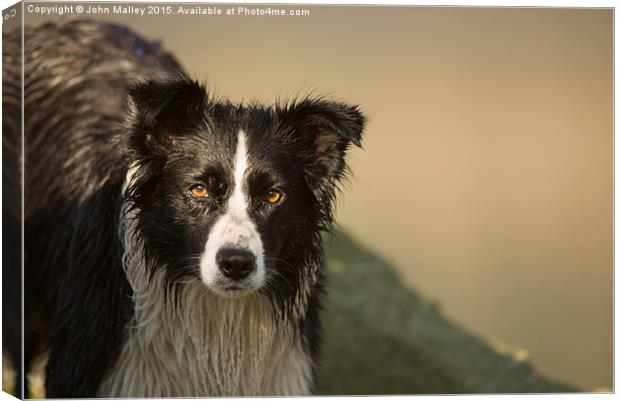  Border Collie Intensity Canvas Print by John Malley
