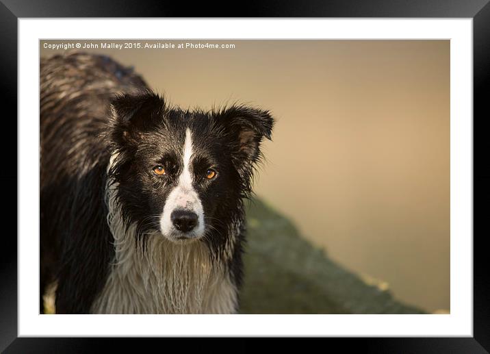  Border Collie Intensity Framed Mounted Print by John Malley