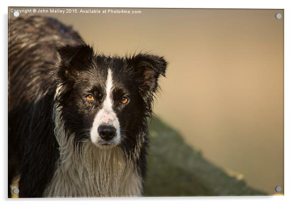  Border Collie Intensity Acrylic by John Malley