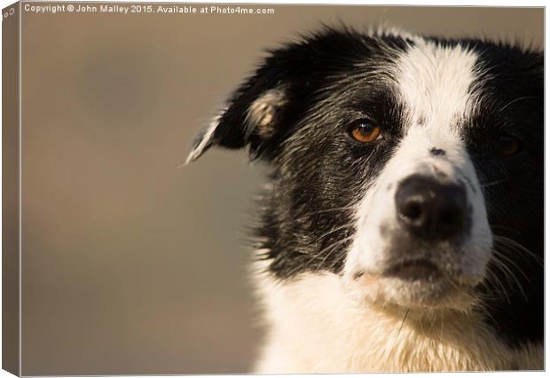  A Measured Stare Canvas Print by John Malley