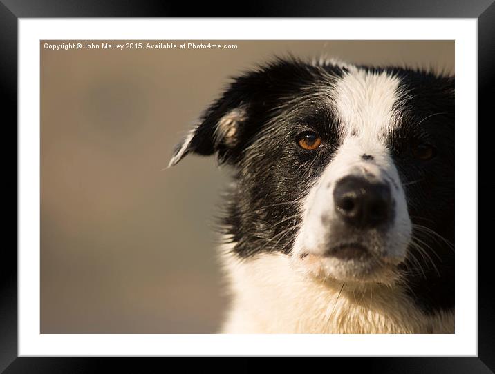  A Measured Stare Framed Mounted Print by John Malley