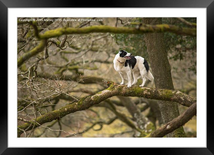  Out on a Limb Framed Mounted Print by John Malley
