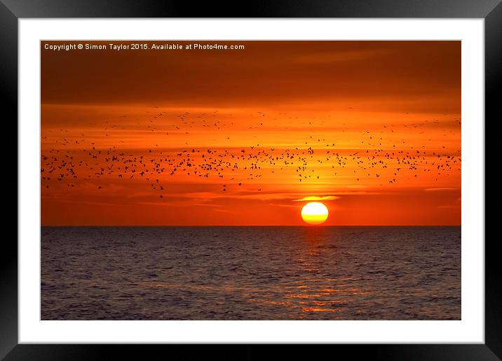 Migrating Sunset Framed Mounted Print by Simon Taylor