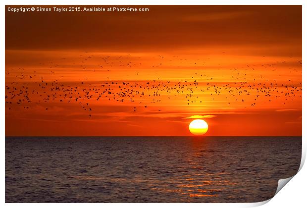 Migrating Sunset Print by Simon Taylor