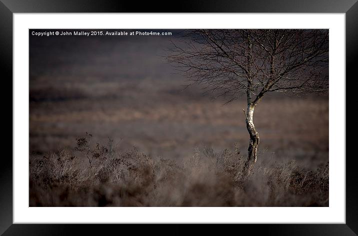  The Bog Tree Framed Mounted Print by John Malley